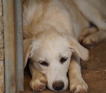 ELISABETH, Hund, Mischlingshund in Italien - Bild 12