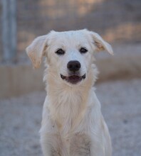 ELISABETH, Hund, Mischlingshund in Italien - Bild 14