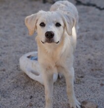 ELISABETH, Hund, Mischlingshund in Italien - Bild 15