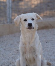 ELISABETH, Hund, Mischlingshund in Italien - Bild 16