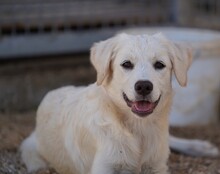 ELISABETH, Hund, Mischlingshund in Italien - Bild 17