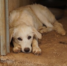 ELISABETH, Hund, Mischlingshund in Italien - Bild 18