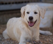 ELISABETH, Hund, Mischlingshund in Italien - Bild 19