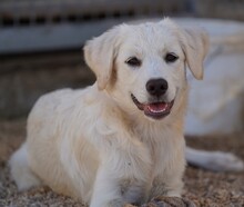 ELISABETH, Hund, Mischlingshund in Italien - Bild 20