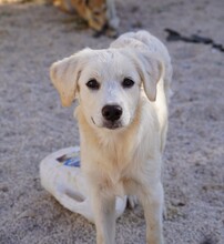 ELISABETH, Hund, Mischlingshund in Italien - Bild 21