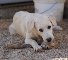 ELISABETH, Hund, Mischlingshund in Italien - Bild 22