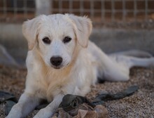 ELISABETH, Hund, Mischlingshund in Italien - Bild 23