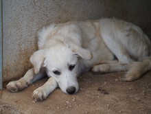 ELISABETH, Hund, Mischlingshund in Italien - Bild 24