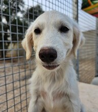 ELISABETH, Hund, Mischlingshund in Italien - Bild 26