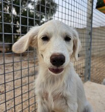 ELISABETH, Hund, Mischlingshund in Italien - Bild 28