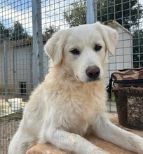 ELISABETH, Hund, Mischlingshund in Italien - Bild 3