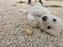 ELISABETH, Hund, Mischlingshund in Italien - Bild 37