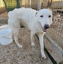 ERCOLE, Hund, Mischlingshund in Italien - Bild 10