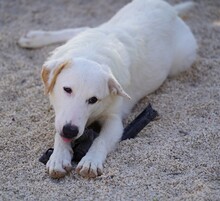 ERCOLE, Hund, Mischlingshund in Italien - Bild 13