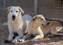 ERCOLE, Hund, Mischlingshund in Italien - Bild 17