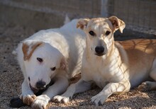 ERCOLE, Hund, Mischlingshund in Italien - Bild 18