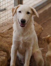 ERCOLE, Hund, Mischlingshund in Italien - Bild 19