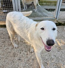 ERCOLE, Hund, Mischlingshund in Italien - Bild 2