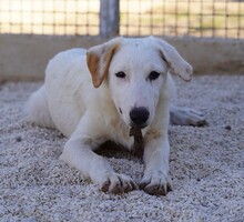 ERCOLE, Hund, Mischlingshund in Italien - Bild 20