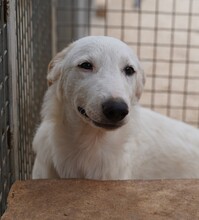 ERCOLE, Hund, Mischlingshund in Italien - Bild 21