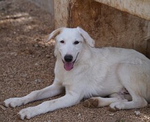 ERCOLE, Hund, Mischlingshund in Italien - Bild 22