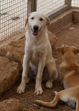 ERCOLE, Hund, Mischlingshund in Italien - Bild 25