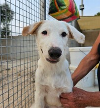 ERCOLE, Hund, Mischlingshund in Italien - Bild 26