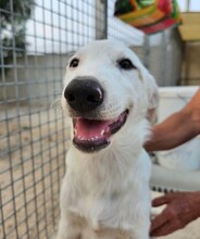 ERCOLE, Hund, Mischlingshund in Italien - Bild 27