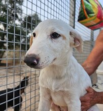 ERCOLE, Hund, Mischlingshund in Italien - Bild 29