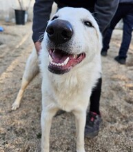 ERCOLE, Hund, Mischlingshund in Italien - Bild 5