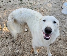 ERCOLE, Hund, Mischlingshund in Italien - Bild 8