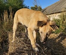 ZEUS2, Hund, Mischlingshund in Slowakische Republik - Bild 7