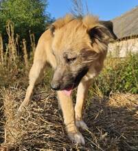 ZEUS2, Hund, Mischlingshund in Slowakische Republik - Bild 8