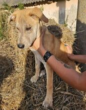 ZORKA, Hund, Mischlingshund in Slowakische Republik - Bild 10