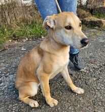 ZORKA, Hund, Mischlingshund in Slowakische Republik - Bild 2