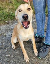 ZORKA, Hund, Mischlingshund in Slowakische Republik - Bild 3