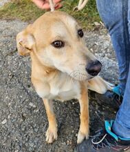 ZORKA, Hund, Mischlingshund in Slowakische Republik - Bild 4