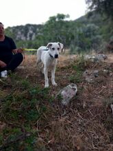 ALBY, Hund, Mischlingshund in Italien - Bild 2