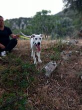 ALBY, Hund, Mischlingshund in Italien - Bild 6