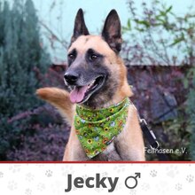 JECKY, Hund, Malinois in Bulgarien - Bild 1