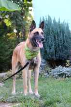 JECKY, Hund, Malinois in Bulgarien - Bild 2