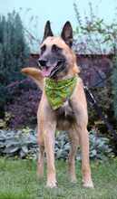 JECKY, Hund, Malinois in Bulgarien - Bild 3