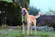 JECKY, Hund, Malinois in Bulgarien - Bild 4