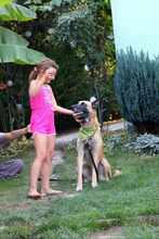 JECKY, Hund, Malinois in Bulgarien - Bild 6