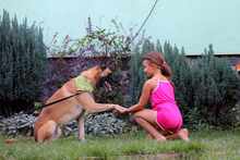 JECKY, Hund, Malinois in Bulgarien - Bild 7