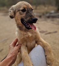 TEDDY, Hund, Mischlingshund in Griechenland - Bild 10