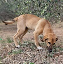 TEDDY, Hund, Mischlingshund in Griechenland - Bild 11