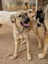 TEDDY, Hund, Mischlingshund in Griechenland - Bild 13