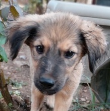 TEDDY, Hund, Mischlingshund in Griechenland - Bild 15