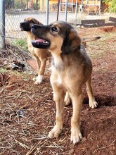 TEDDY, Hund, Mischlingshund in Griechenland - Bild 20